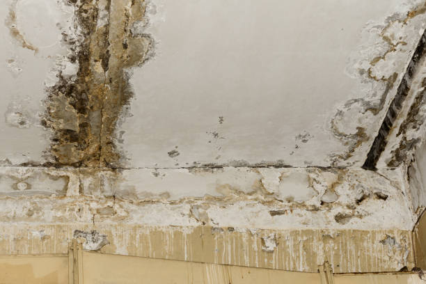 Mold Removal for HVAC Installations in Vero Beach, FL